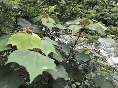 Mallotus paniculatus formosanus