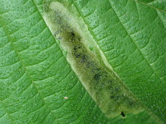 Agromyza aristata