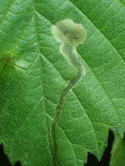 Agromyza aristata