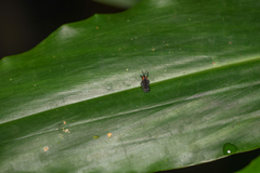 Carinispa nevermanni