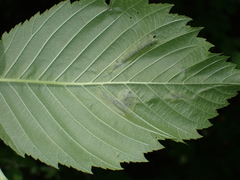 Agromyza aristata