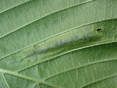 Agromyza aristata