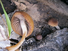 Psathyrella pseudovernalis