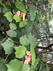 Mallotus paniculatus formosanus