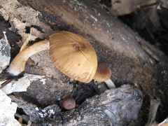 Psathyrella pseudovernalis