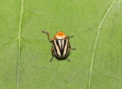 Cryptocephalus venustus