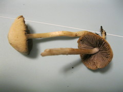 Psathyrella pseudovernalis