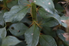Archidasyphyllum diacanthoides