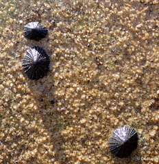 Siphonaria normalis