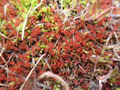 Imbribryum