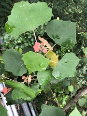 Mallotus paniculatus formosanus