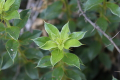 Archidasyphyllum diacanthoides