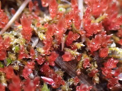 Imbribryum
