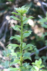 Archidasyphyllum diacanthoides