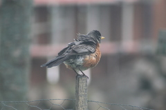 Turdus migratorius