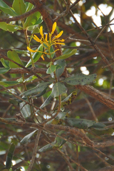 Vochysia thyrsoidea