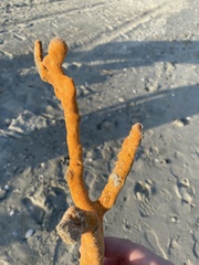 Axinella polycapella