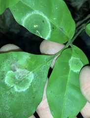 Coenogonium fallaciosum