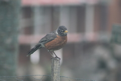Turdus migratorius