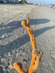 Axinella polycapella