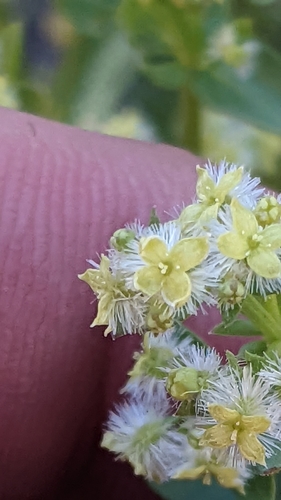 Image of Galium multiflorum by (c) Darrin Gobble, some rights reserved (CC BY)