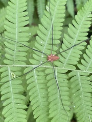 Leiobunum nigropalpi
