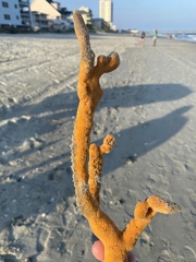 Axinella polycapella