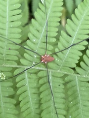 Leiobunum nigropalpi