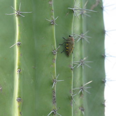 Lampetis hirtomaculata