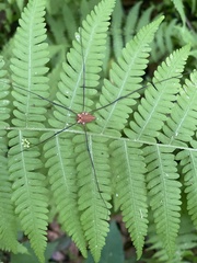 Leiobunum nigropalpi