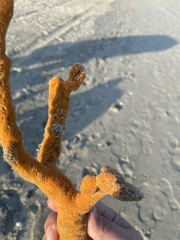 Axinella polycapella