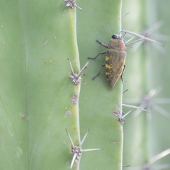 Lampetis hirtomaculata