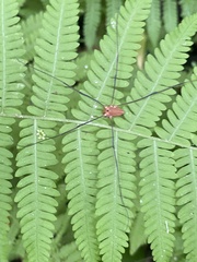 Leiobunum nigropalpi