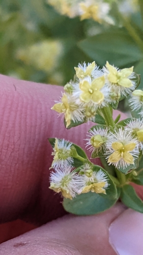 Image of Galium multiflorum by (c) Darrin Gobble, some rights reserved (CC BY)