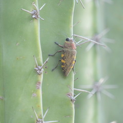 Lampetis hirtomaculata