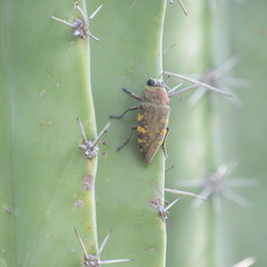 Lampetis hirtomaculata