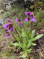 Primula miyabeana