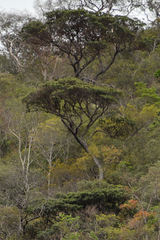 Vochysia thyrsoidea