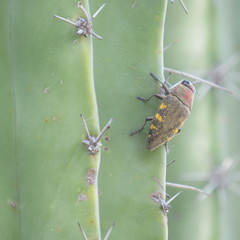 Lampetis hirtomaculata