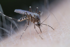 Aedes sierrensis