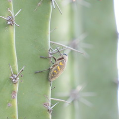 Lampetis hirtomaculata