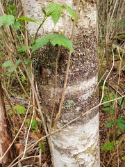 Didymosphaeria oregonensis