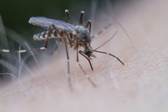 Aedes sierrensis