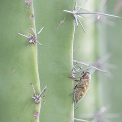 Lampetis hirtomaculata