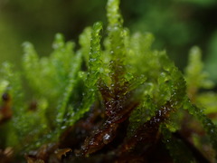 Scorpidium scorpioides