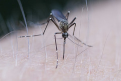 Aedes sierrensis