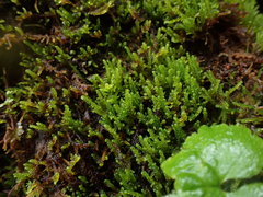 Scorpidium scorpioides