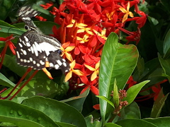 Papilio demoleus malayanus