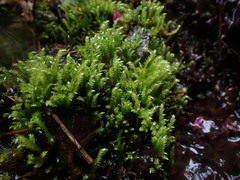 Brachythecium frigidum