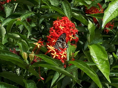 Papilio demoleus malayanus